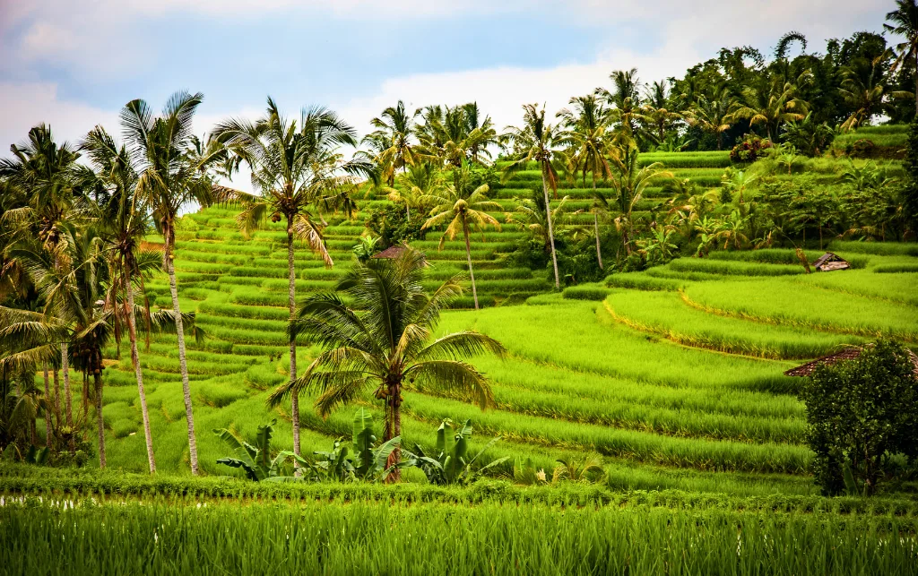 The Ultimate Bali Adventure